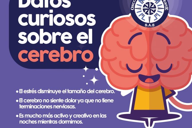 Datos curiosos sobre el cerebro